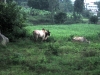 IMG_2687.JPG